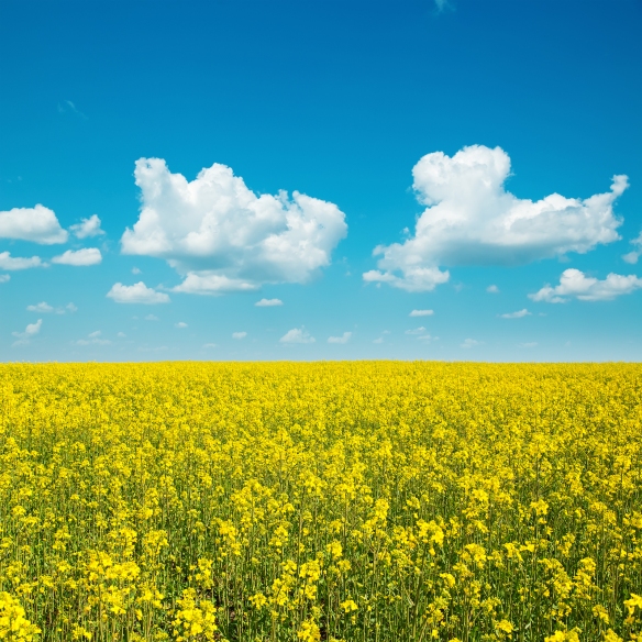 yellow field with rape and clouds in blue sky